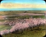 Prune_Orchard_near_Santa_Clara,_California_%283655751146%29.jpg