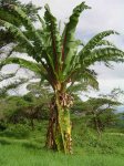 ensete98765.jpg