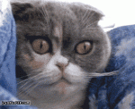 crazyeyes1.gif