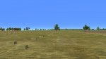 wheat05.jpg