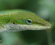 gecko001