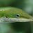 gecko001